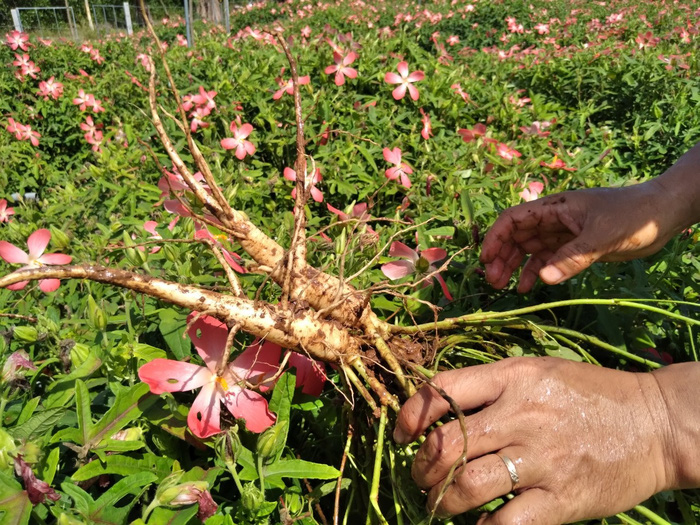 Củ sâm bố chính trồng càng lâu năm thì giá sẽ càng cao