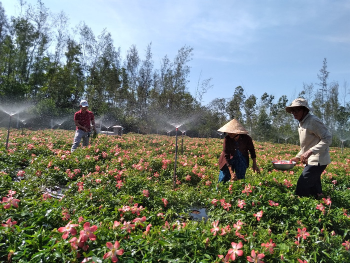 Vườn sâm bố chính của anh Khánh - chị Tư