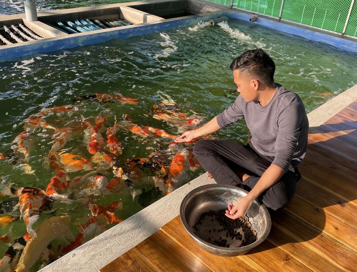 Anh Quân đang cho đàn cá koi ăn.