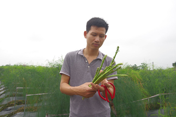 Anh Vũ Huy Tuấn với loại “rau hoàng đế” măng tây xanh mang lại lợi nhuận cao - Ảnh: HIÊN HUYỀN