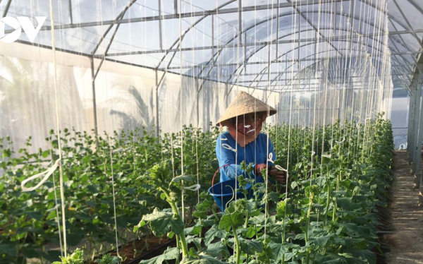 Trang trại dưa lưới của Nguyễn Hữu Huy Hào tạo công ăn việc làm cho hơn 70 lao động.