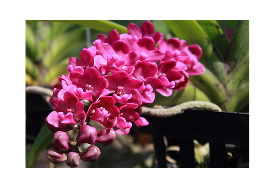 LAI TẠO VÀ SẢN XUẤT GIỐNG HOA LAN TAI TRÂU